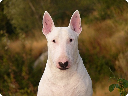 bull terrier