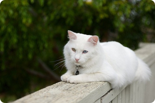 angora turceasca
