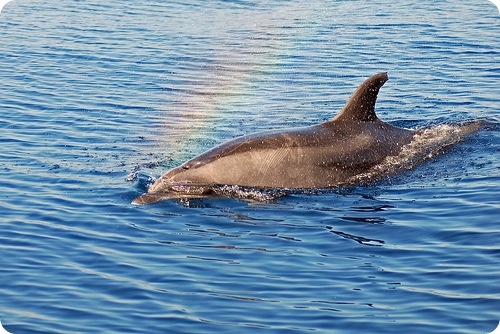 delfinii