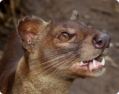 poze fossa