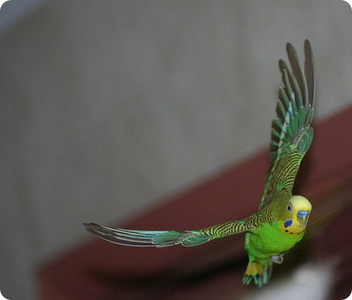 perusi