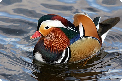 rate_mandarin