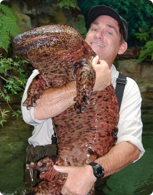 salamandra