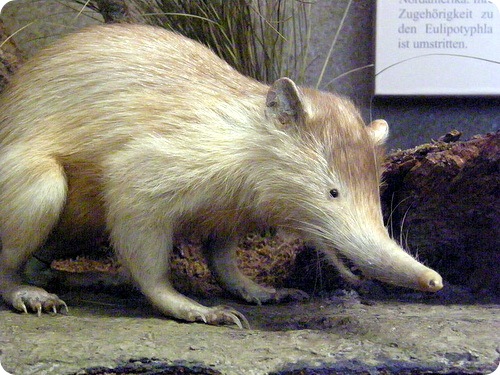 solenodon