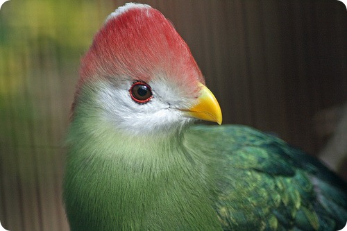 pasarea_turaco