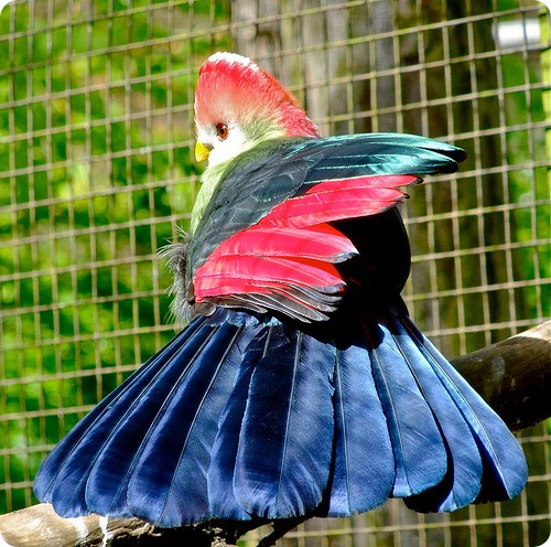 turaco