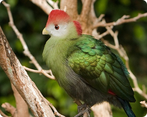 turaco2