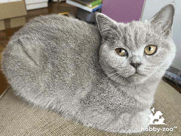 Pisica british shorthair lila
