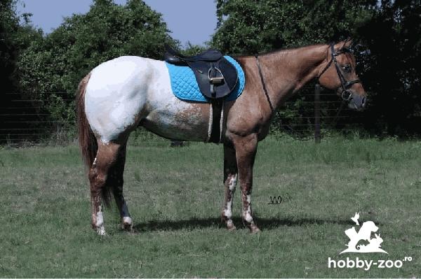 caddo appaloosa horse for sale