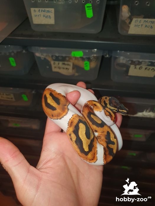 Șerpi Piton regal, ball python